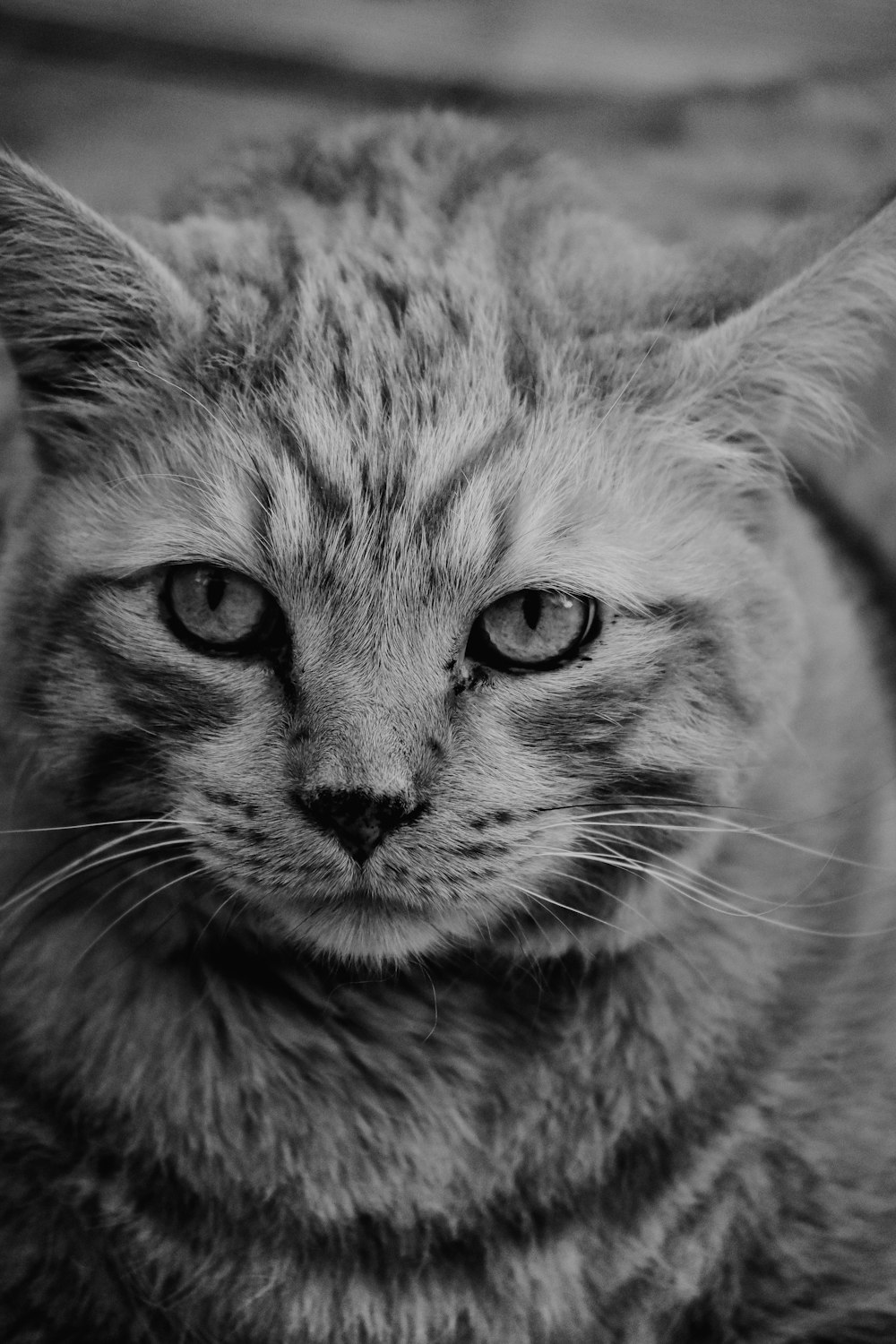 grayscale photography of tabby cat