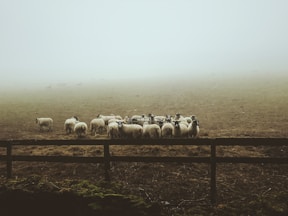 landscape photography of group of sheep on field