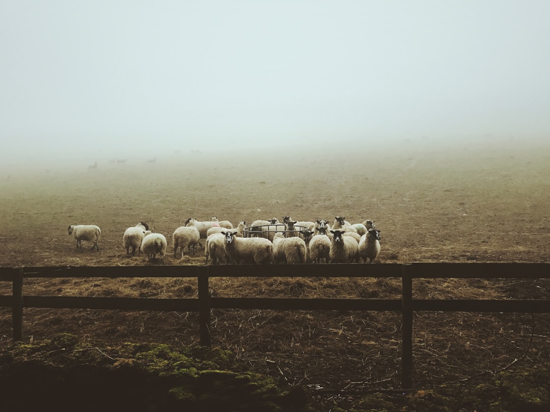 landscape photography of group of sheep on field