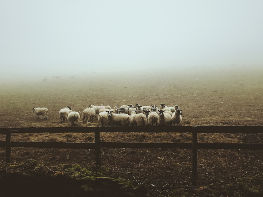 Fotografía de paisaje de grupo de ovejas en el campo