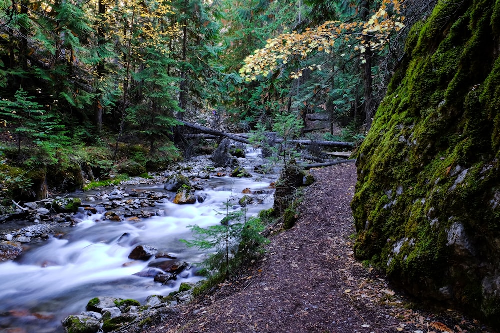 fiume nella foresta