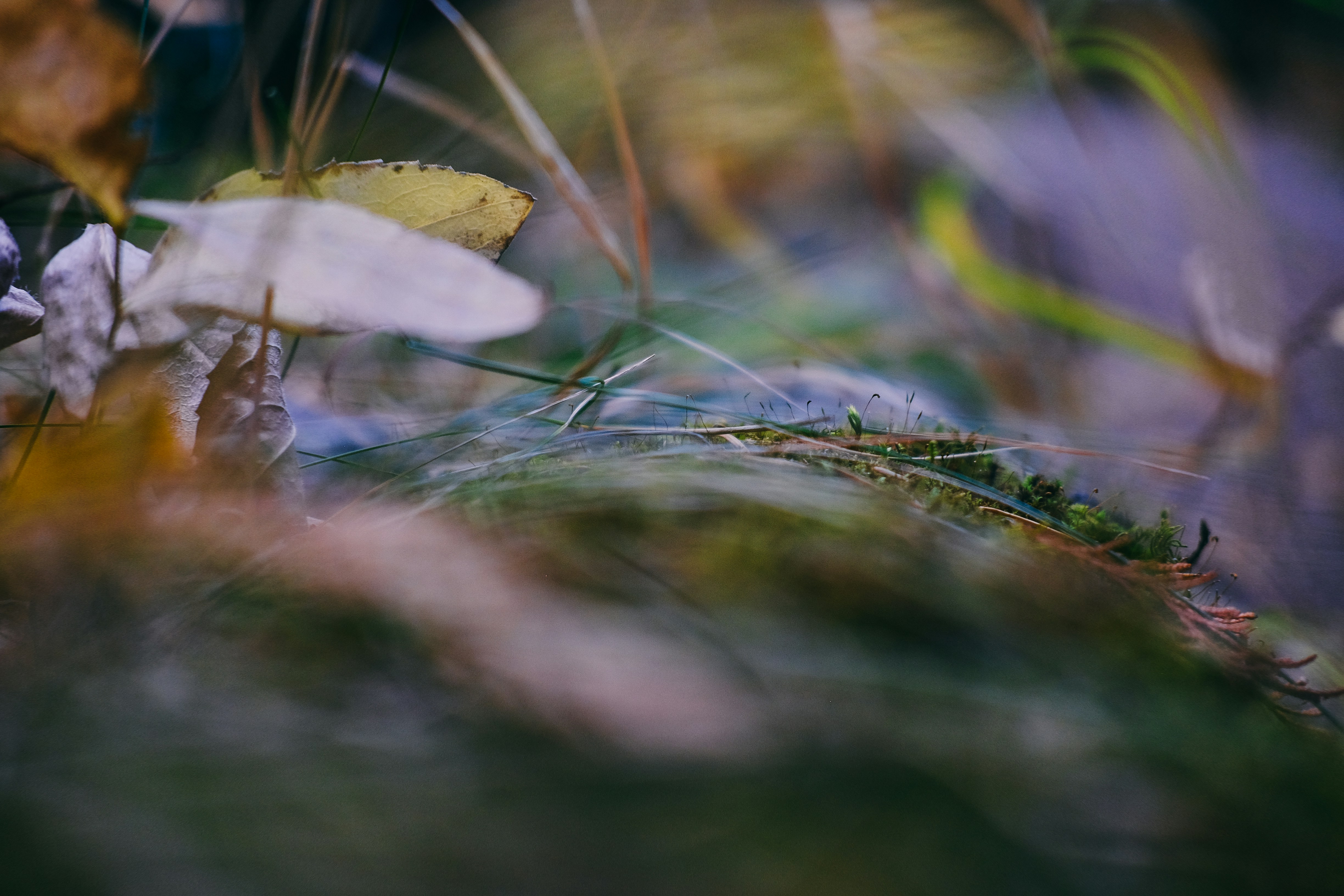 Photo by emcomeau