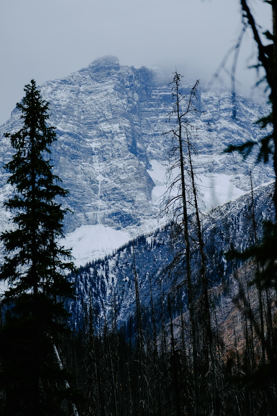 Spruce-fir forest photo spot Vermilion Crossing Moraine Lake