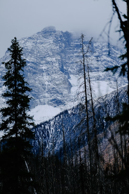 green tree near snow covered mountain in Vermilion Crossing Canada