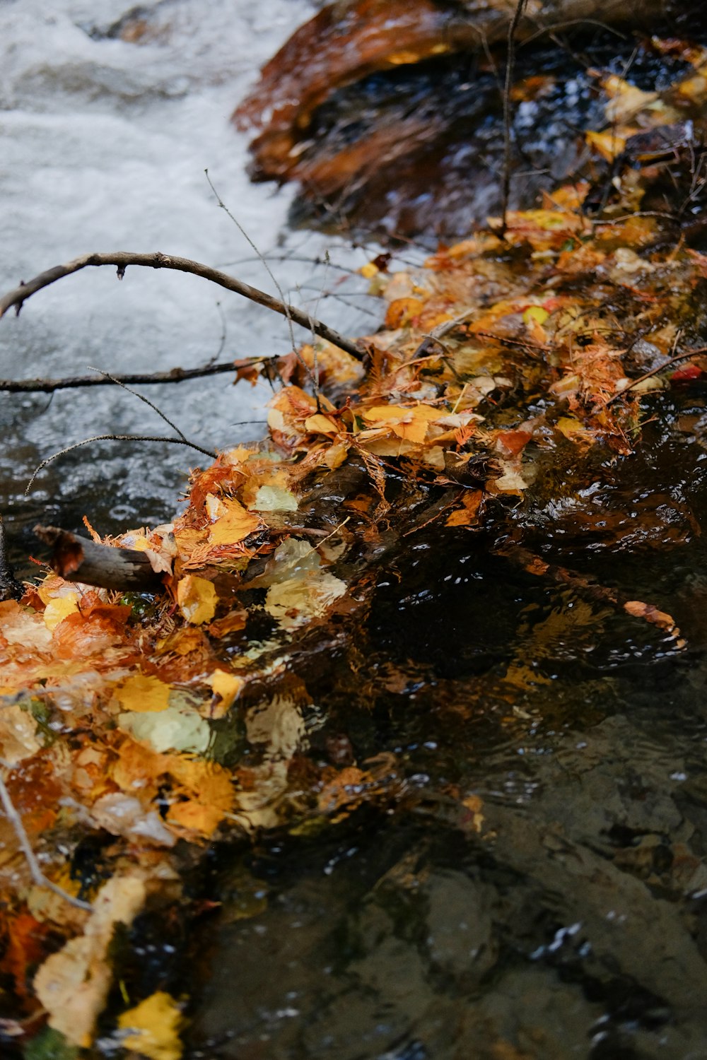 yellow leaves in body of water