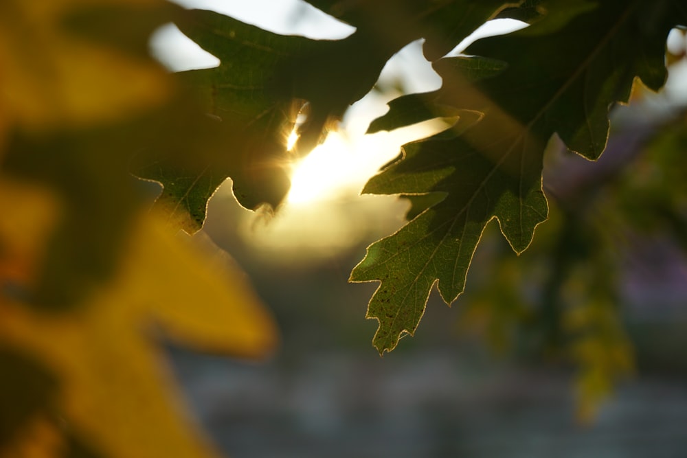 sun rays through green leaves