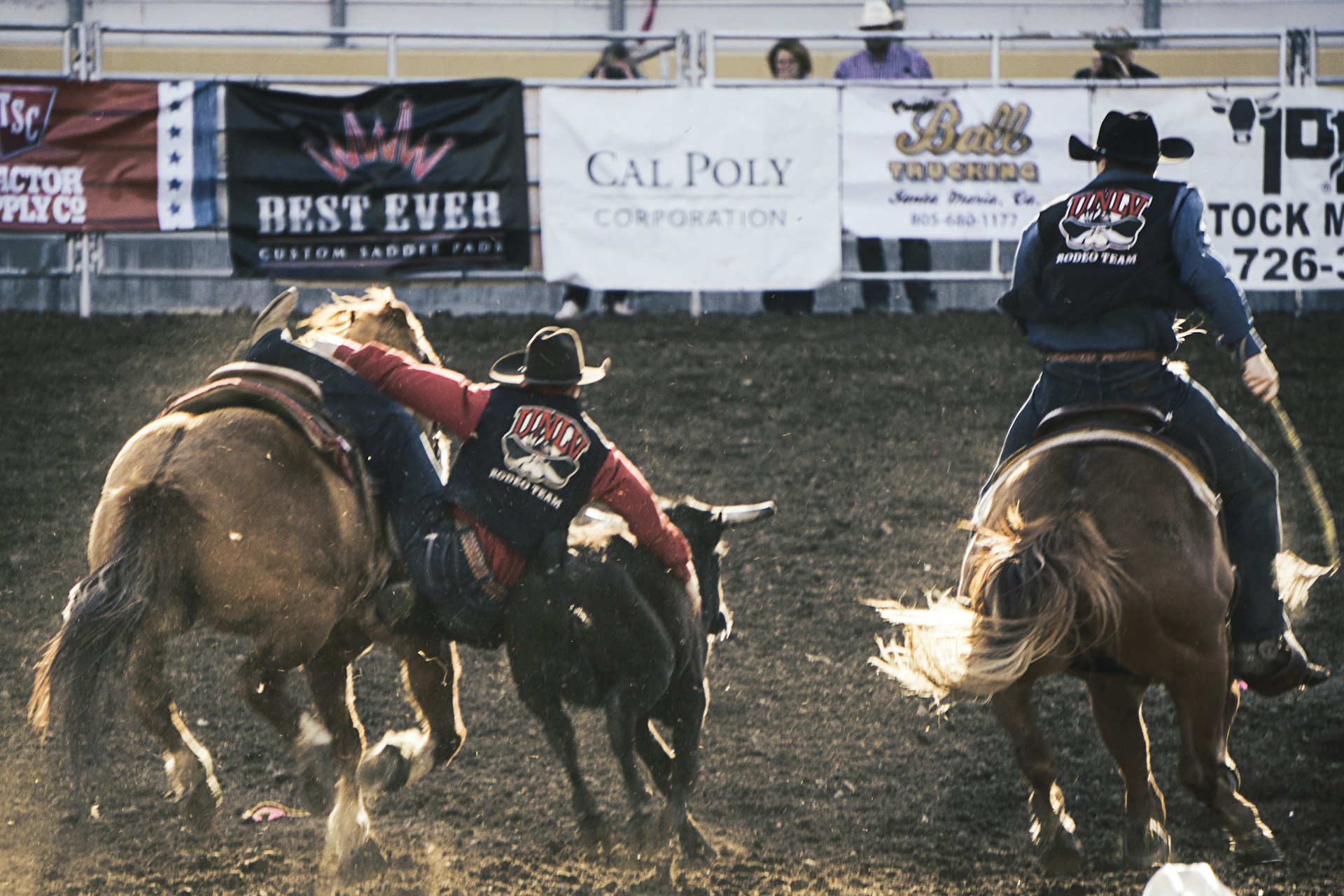 two cowboys riding a horse while catching a bull