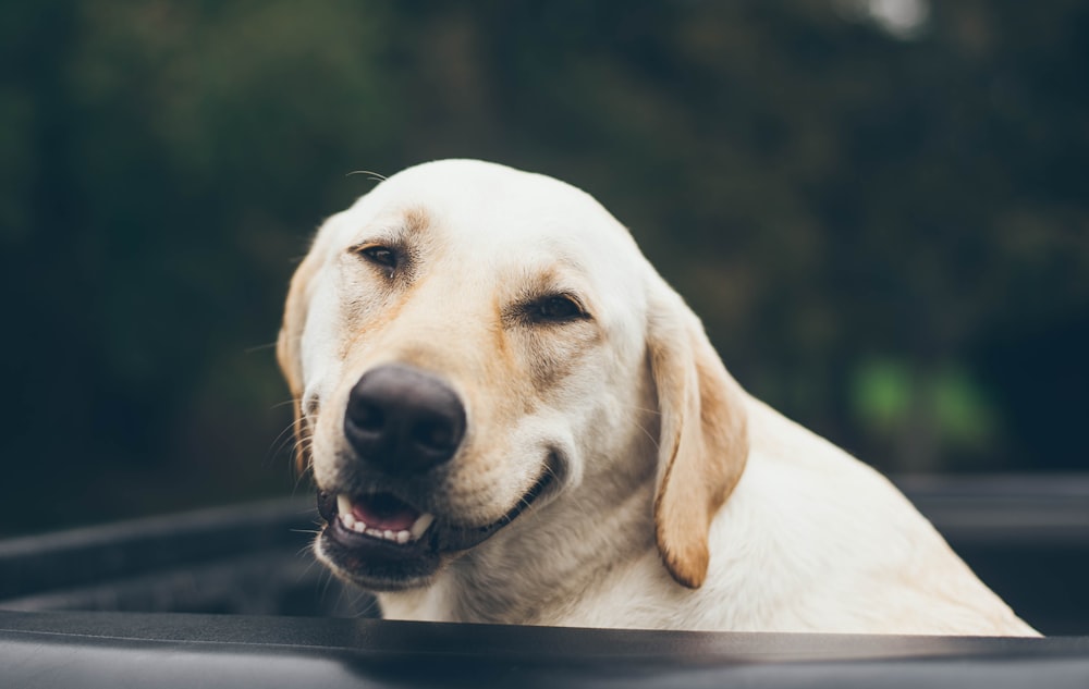 adult yellow Labrador retriever inside black plastic basin