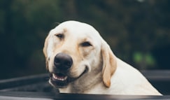 adult yellow Labrador retriever inside black plastic basin