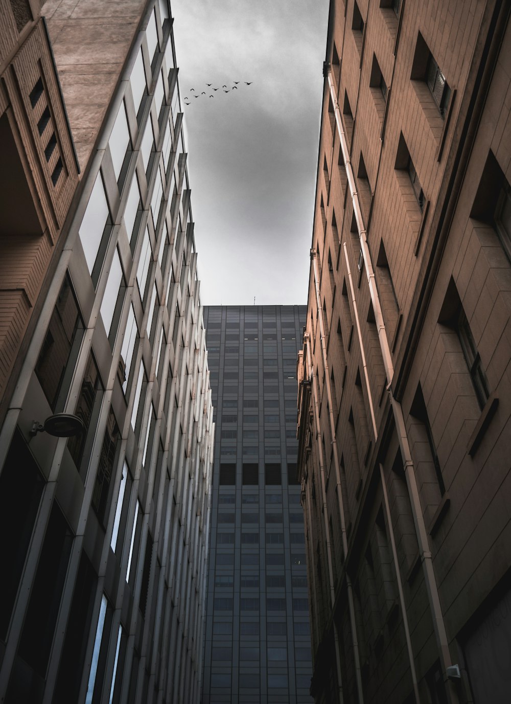 Fotografía de ángulo bajo de bandada de pájaros volando por encima de los edificios