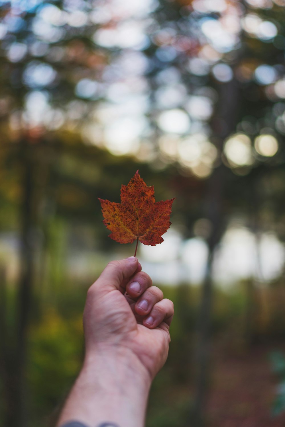 selective photography of person holding moped leaf