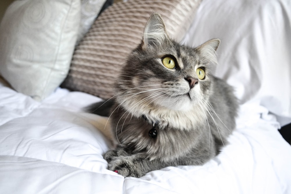 chat gris sur textile blanc