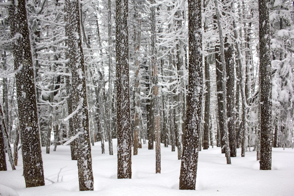 brown trees covered by snow