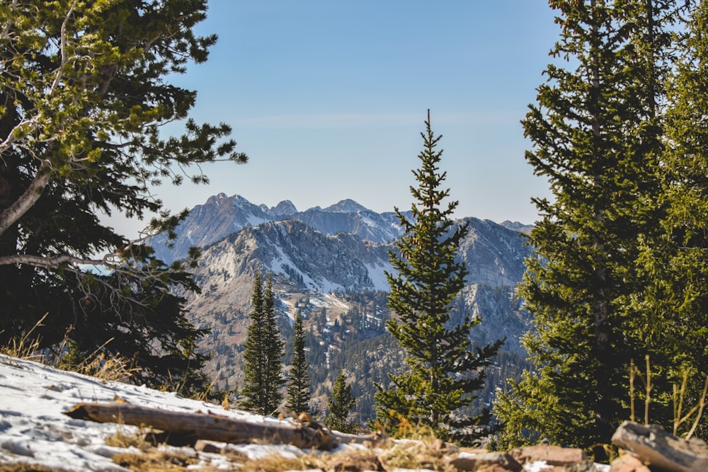 fotografía escénica de árboles y montaña en el fondo