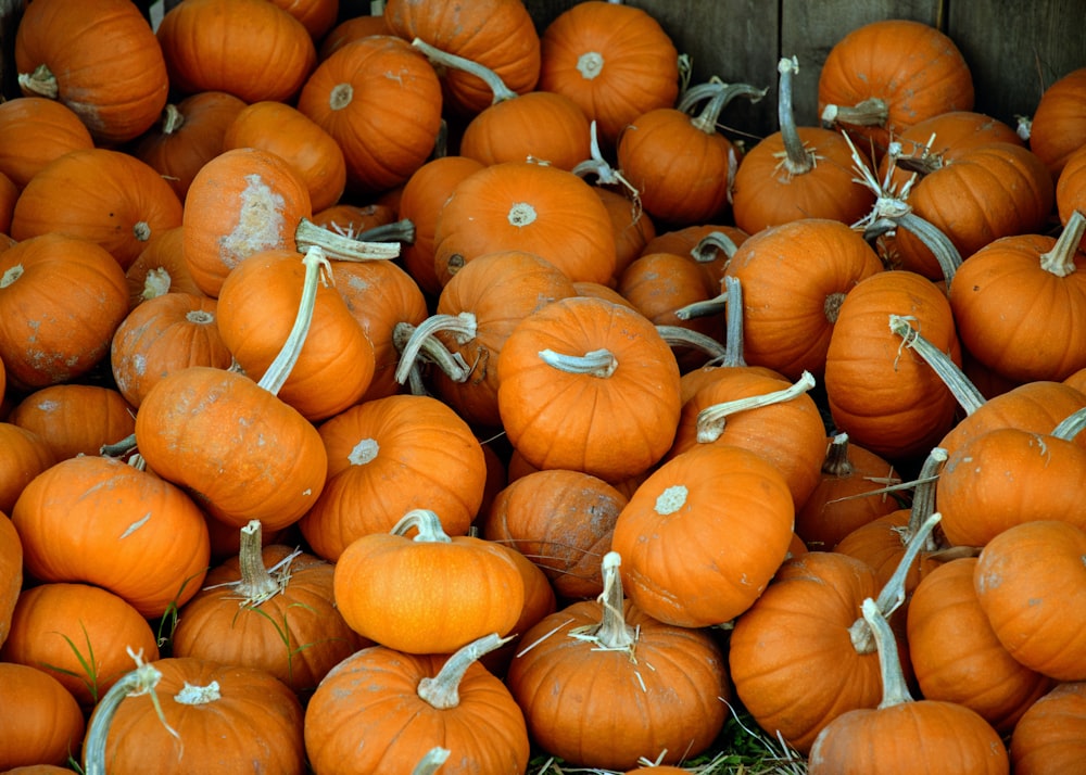 landscape photography of orange pumpkin lot