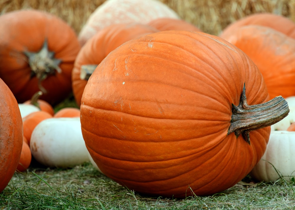 pumpkins on green grass during daytime