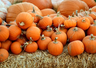 pile of orange squash