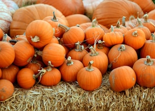 pile of orange squash