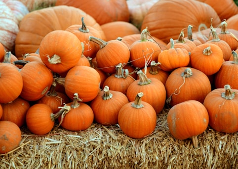pile of orange squash