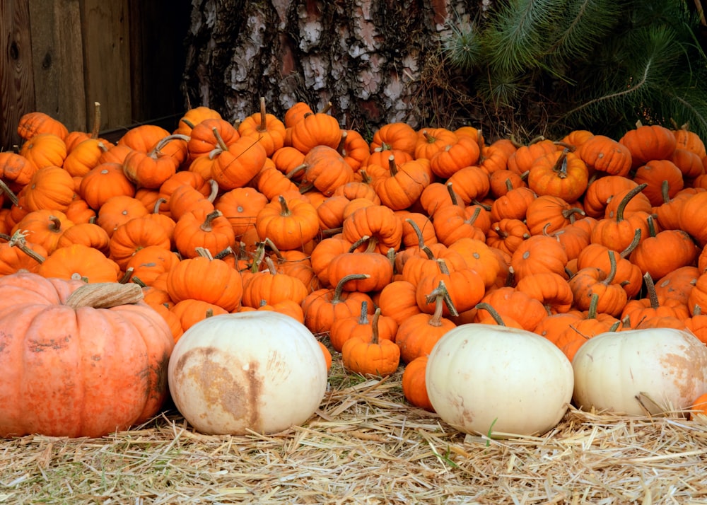 bunch of pumpkin