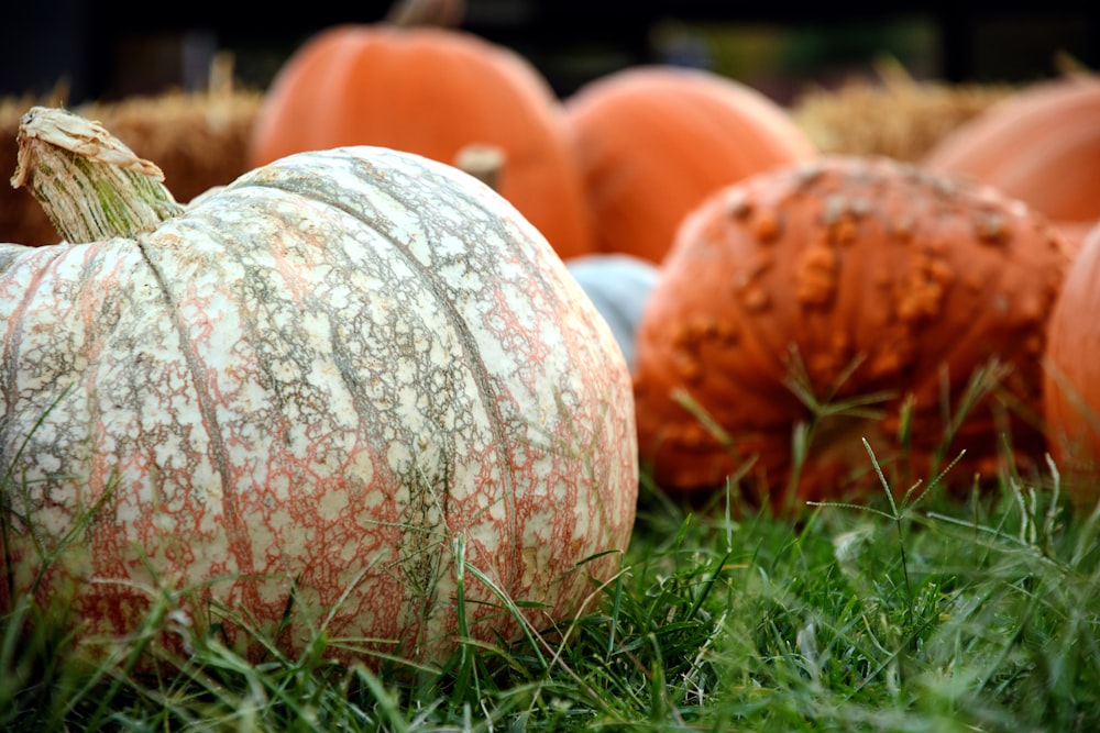 assorted-color squash lot closeup photo