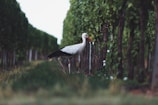 long-bead white and black bird near trees
