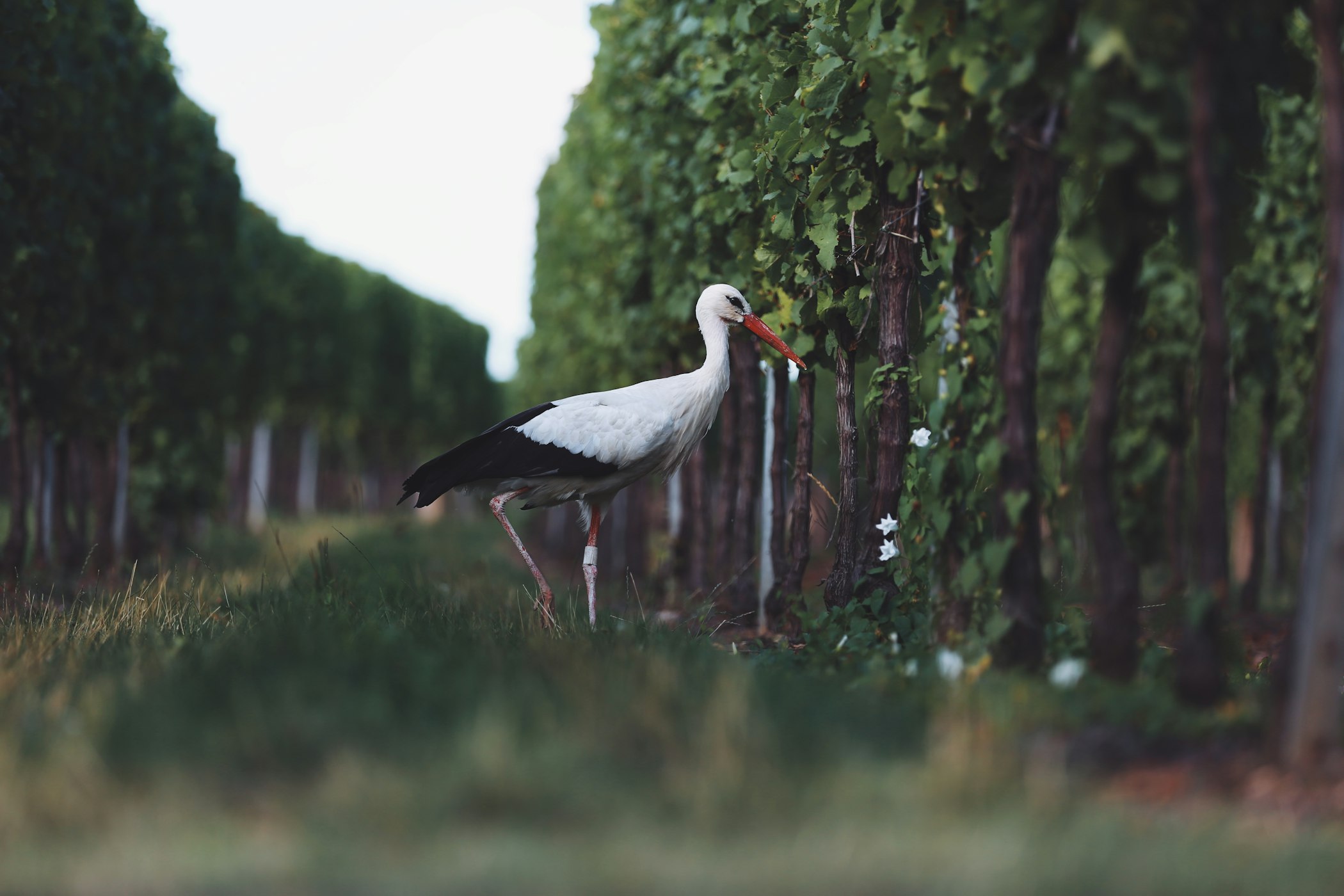 A stork in a French vineyard (Photo by Pierre Gui on Unsplash)