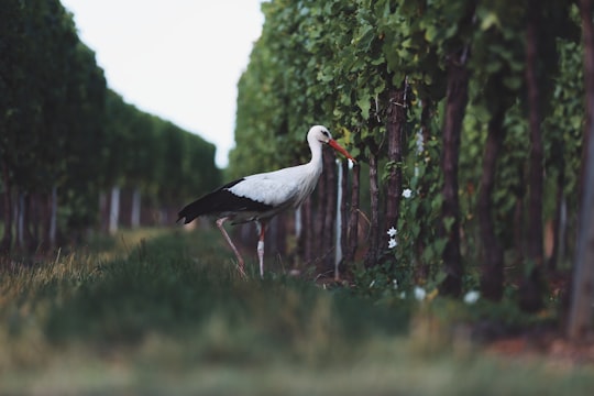 long-bead white and black bird near trees in Hunawihr France