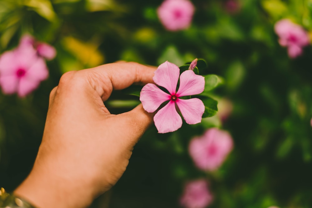 Photographie sélective d’une personne tenant une fleur de pervenche