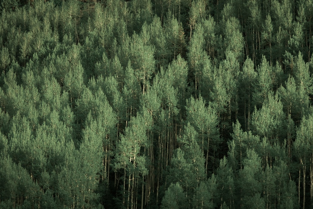 aerial view of forest