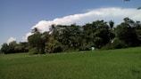 A lush green field filled with macadamia trees under a clear blue sky.