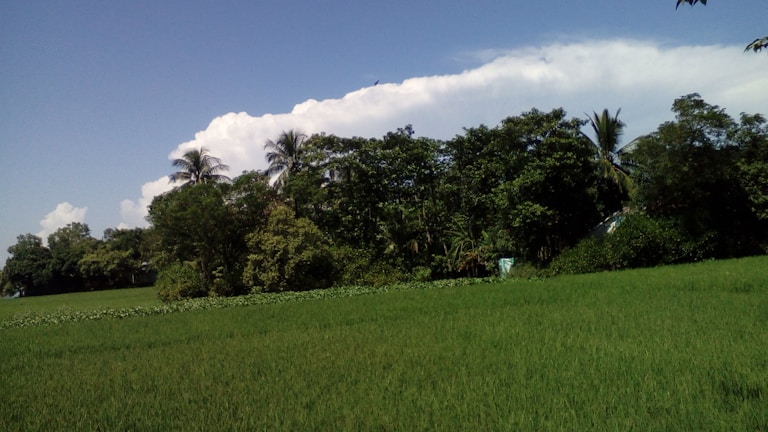 A lush green field filled with macadamia trees under a clear blue sky.