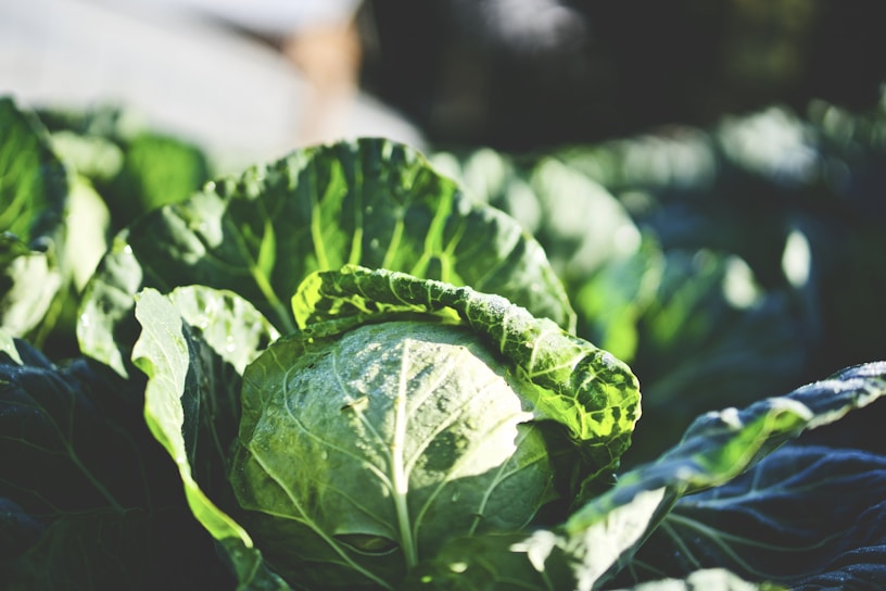 Close-up of hands harvesting fresh cabbage in a Croatian field at sunrise.