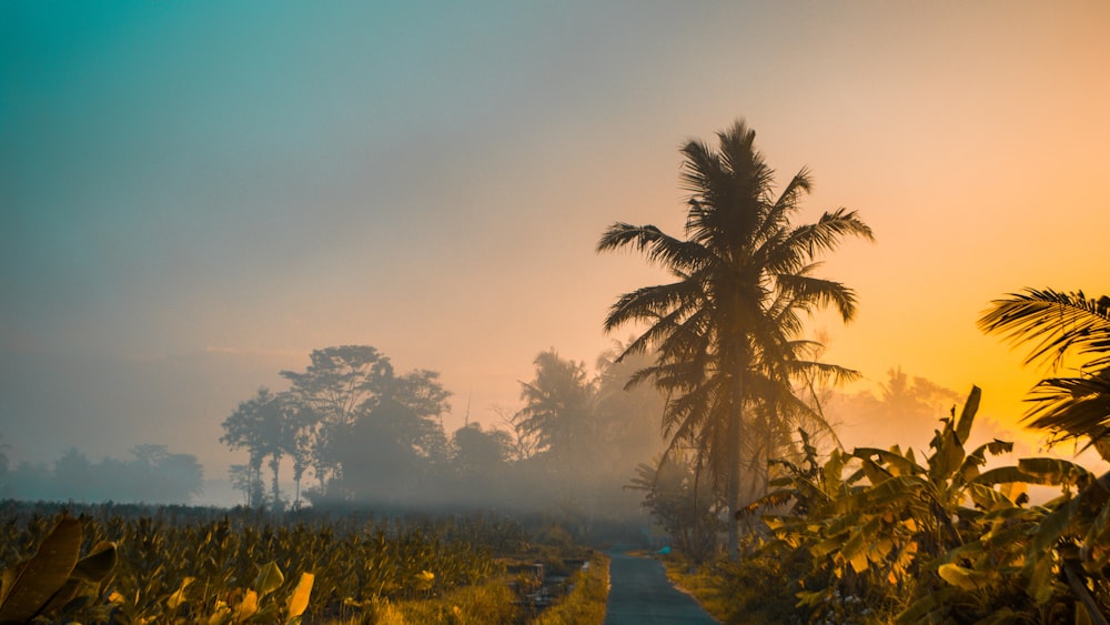 coconut trees near banana trees