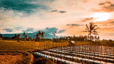 A scenic agricultural landscape featuring a large field with rows of neatly planted crops under plastic sheeting. Tall palm trees are scattered throughout the area, with distant mountains forming the horizon. The sky exhibits a blend of orange and blue hues due to the setting sun, casting a warm glow across the scene.