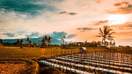 A scenic agricultural landscape featuring a large field with rows of neatly planted crops under plastic sheeting. Tall palm trees are scattered throughout the area, with distant mountains forming the horizon. The sky exhibits a blend of orange and blue hues due to the setting sun, casting a warm glow across the scene.