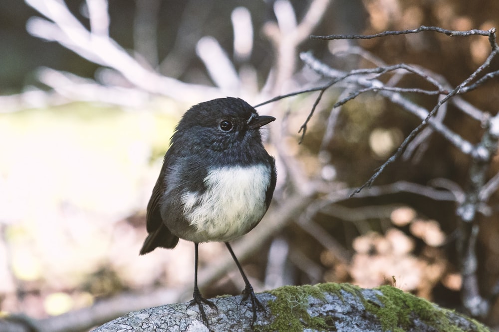 selective focus of black bird perched on stone