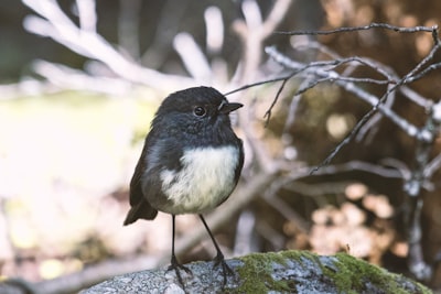 selective focus of black bird perched on stone
