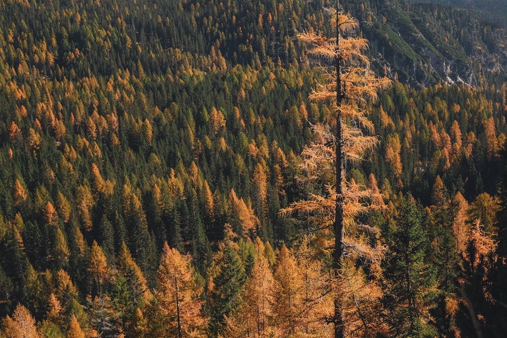 brown and green trees