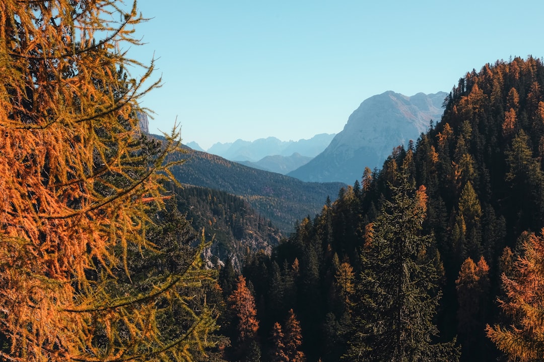 Tropical and subtropical coniferous forests photo spot Passo Tre Croci Lago di Braies