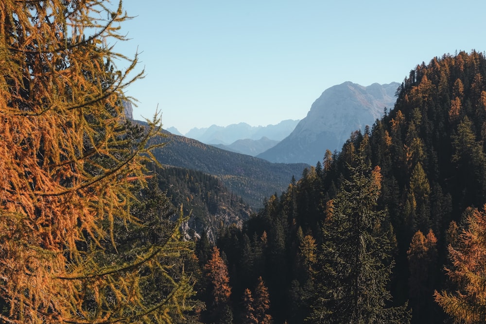 pine trees on mountain under blue sky at daytime