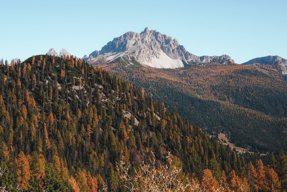 brow and green tree on moutain