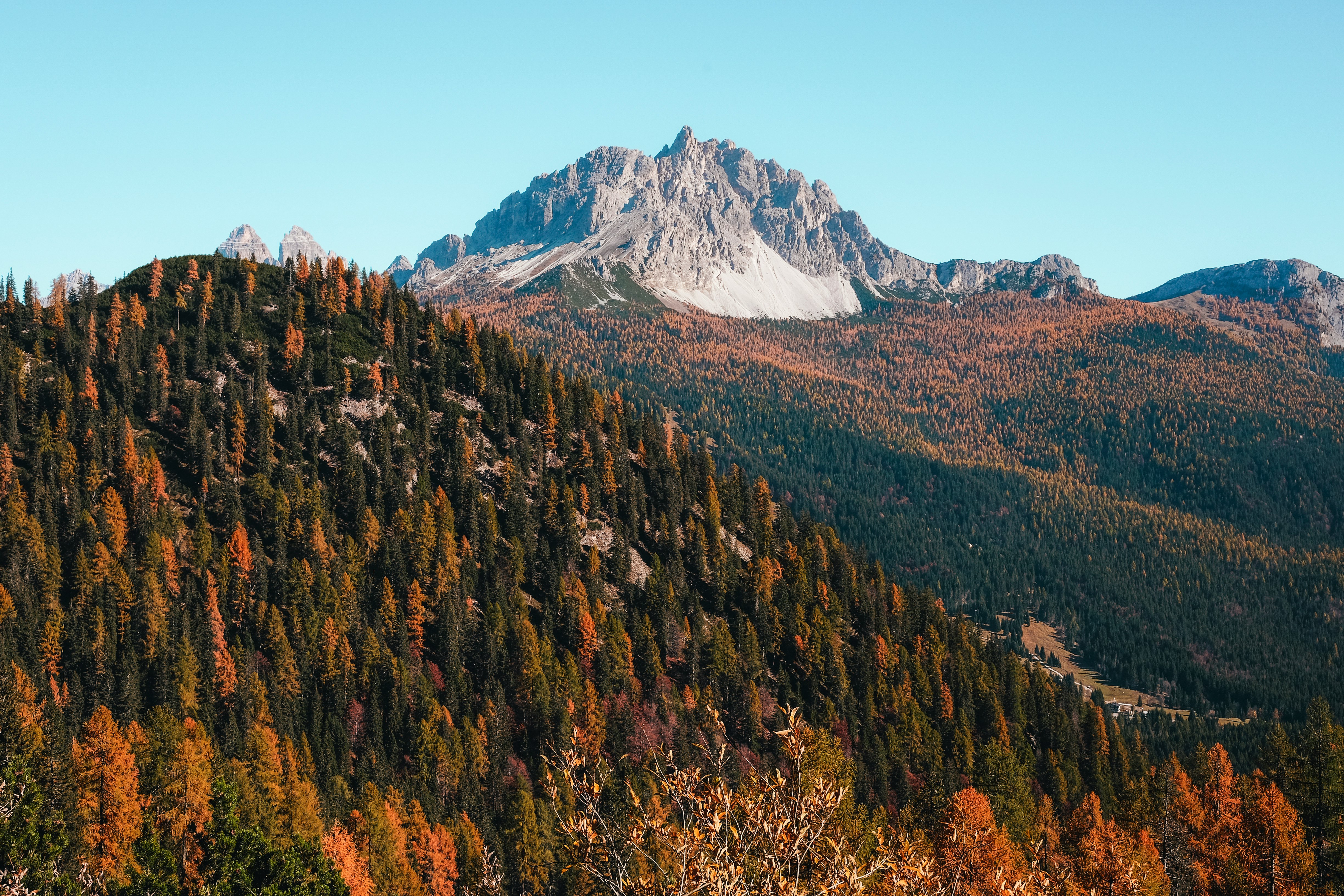 brow and green tree on moutain