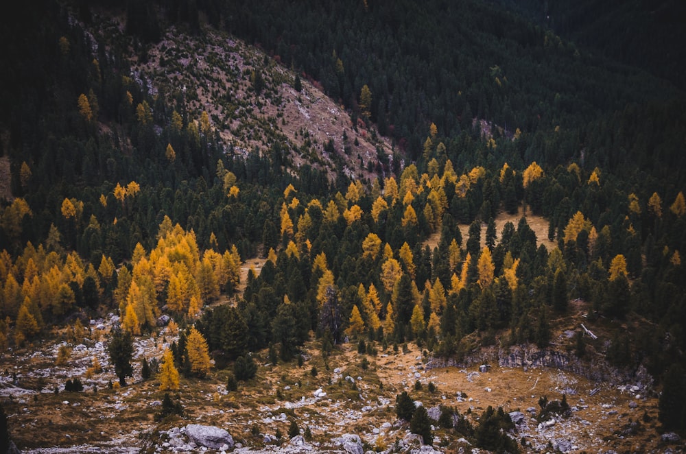 aerial photo of mountain with trees