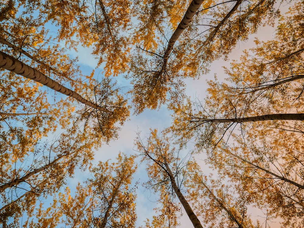 Fotografía de ángulo bajo de un árbol