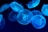 closeup photography of swarm of jellyfish