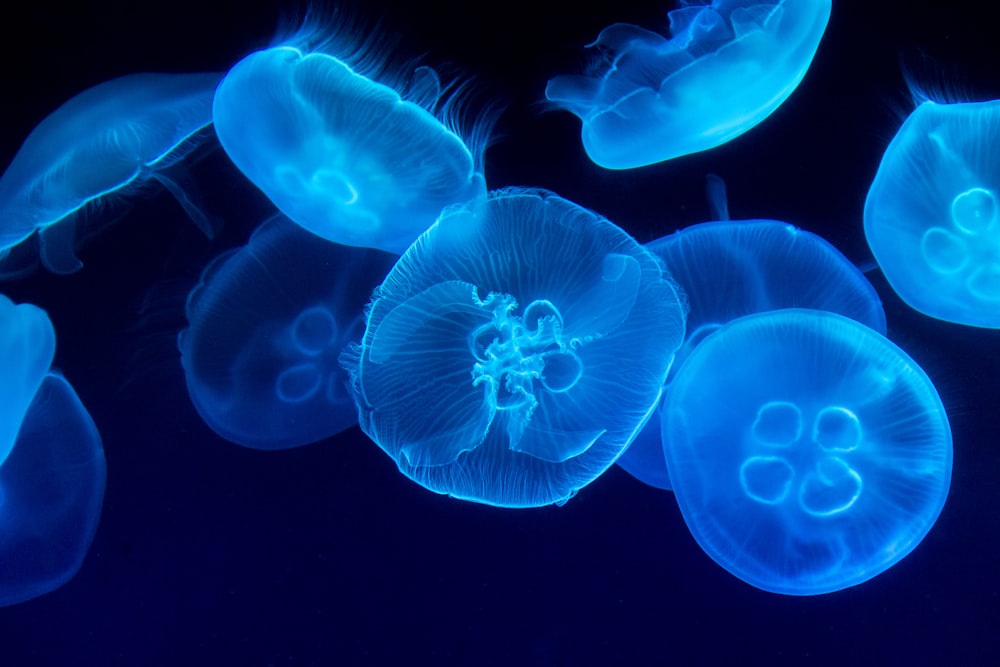 closeup photography of swarm of jellyfish