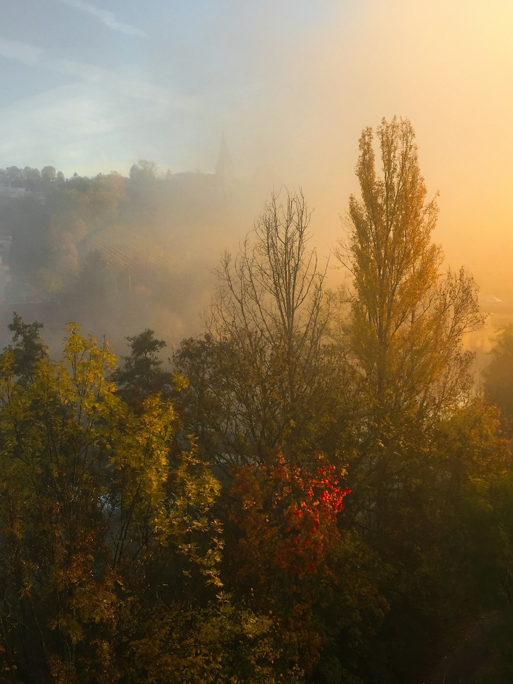 forest covered in fog