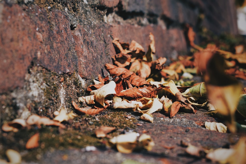 feuilles séchées pendant la journée