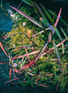 Close-up of vibrant medicinal plants thriving in the arid soil of the Valley of Life research fields.